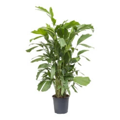 Caryota Mitis - Fish Tail Palm 9 Caryota Mitis - Fish Tail Palm -PlantVibe Shop Caryota mitis Fish Tail Palm 24cm