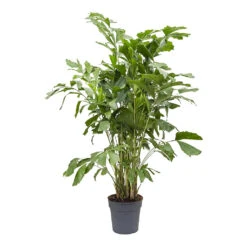 Caryota Mitis - Fish Tail Palm 10 Caryota Mitis - Fish Tail Palm -PlantVibe Shop Caryota mitis Fish Tail Palm 27cm