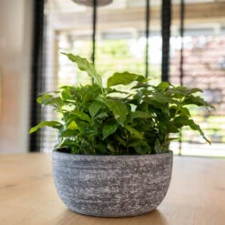Cas Plant Bowl - Anthracite -PlantVibe Shop CasPlantBowl Anthracite 1