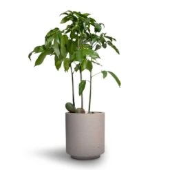 Suzi Plant Pot - Grey Washed -PlantVibe Shop Castanospermum australe Moreton Bay Chestnut 12x45cm Suzi Plant Pot Grey Washed 15x16 1