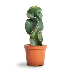 Cereus Forbesii Spiralis - Spiralled Cereus -PlantVibe Shop Cereus forbesii spiralis Spiralled Cereus 10x10cm 1