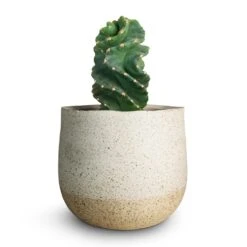 Cereus Forbesii Spiralis - Spiralled Cereus -PlantVibe Shop Cereus forbesii spiralis Spiralled Cereus 10x10cm Iris Plant Pot Sand 14x12cm