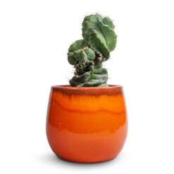 Cereus Forbesii Spiralis - Spiralled Cereus -PlantVibe Shop Cereus forbesii spiralis Spiralled Cereus 10x20cm Charlotte Plant Pot Orange 19x16cm 17d5cab8 2d10 4e71 9e25 cb03390b15de