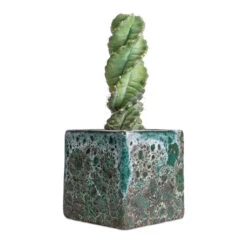 Cereus Forbesii Spiralis - Spiralled Cereus -PlantVibe Shop Cereus forbesii spiralis Spiralled Cereus 10x20cm Lava Cube Relic Planter Jade 16x16x16cm