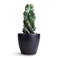 Cereus Forbesii Spiralis - Spiralled Cereus -PlantVibe Shop Cereus forbesii spiralis Spiralled Cereus 10x20cm Sven Plant Pot Black 13x11cm bcc65877 a6ed 402d 978f 18ee27821652