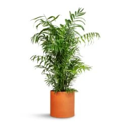 Front Page -PlantVibe Shop Chamaedorea elegans Parlour Palm 20x100cm Puk Refined Planter Canyon Orange 25x24.5cm 6e21a4e1 06dd 4262 916d c40cd6c88899