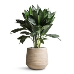 Dune Darcy Planter - Oat -PlantVibe Shop Chamaedorea metallica Metallic Palm 21x70cm Dune Darcy Planter Oat 30x26cm bd14912e a3de 42bf a8cb bcbd604a8a38