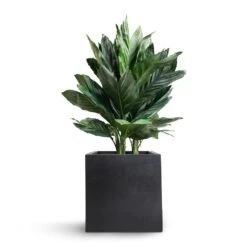 Fleur Natural Planter - Black -PlantVibe Shop Chamaedorea metallica Metallic Palm 21x70cm Fleur Natural Planter Black 25x25x25cm