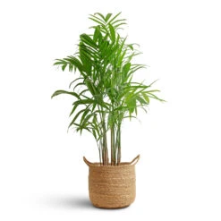 Chamaedorea Seifrizii - Bamboo Palm 13 Chamaedorea Seifrizii - Bamboo Palm -PlantVibe Shop Chamaedorea seifrizii Bamboo Palm 21x100cm Nelis Plant Basket Natural 28x27cm 08c48529 b4f6 47a0 b412 9d31ad5766e3