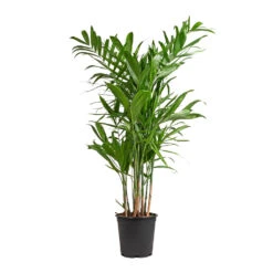 Chamaedorea Seifrizii - Bamboo Palm 11 Chamaedorea Seifrizii - Bamboo Palm -PlantVibe Shop Chamaedorea seifrizii Bamboo Palm 21x80cm 5547