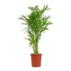 Chamaedorea Seifrizii - Bamboo Palm 14 Chamaedorea Seifrizii - Bamboo Palm -PlantVibe Shop Chamaedorea seifrizii Bamboo Palm 27x140cm 5552