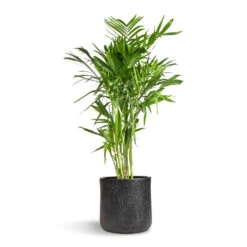 Chamaedorea Seifrizii - Bamboo Palm 15 Chamaedorea Seifrizii - Bamboo Palm -PlantVibe Shop Chamaedorea seifrizii Bamboo Palm 27x140cm Raindrop Round Planter Anthracite 34x32cm 5555 2ae185f6 7e54 4f32 a9fe 61491abd3259