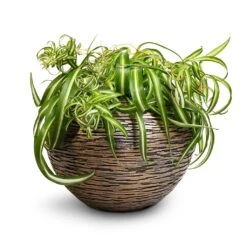 Luxe Lite Wrinkle Globe Planter - Bronze -PlantVibe Shop Chlorophytum Bonnie Curly Spider Plant 20x50cm Luxe Lite Wrinkle Globe Planter Bronze 33x24cm