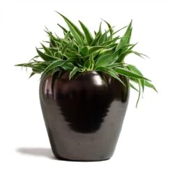 Amora Plant Pot - Black Gold -PlantVibe Shop Chlorophytum Ocean Spider Plant 15x25cm Amora Plant Pot Black Gold 21x21cm