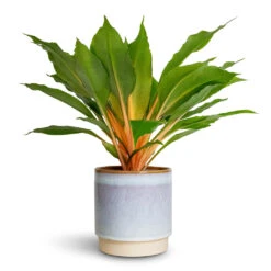 Chlorophytum Orchidastrum Green Orange 20 Chlorophytum Orchidastrum Green Orange -PlantVibe Shop Chlorophytum orchidastrum Green Orange 12x40cm Copenhagen Plant Pot Blue 13.5x14cm 7624e95f 4ec2 400c a5cd e43a84473768