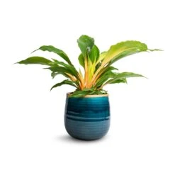 Chlorophytum Orchidastrum Green Orange 24 Chlorophytum Orchidastrum Green Orange -PlantVibe Shop Chlorophytum orchidastrum Green Orange 12x40cm Iris Plant Pot Turquoise 15x14cm 16639b7e 5e1d 4c75 9f5e 935803c1afb0