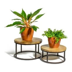 Chlorophytum Orchidastrum Green Orange 26 Chlorophytum Orchidastrum Green Orange -PlantVibe Shop Chlorophytum orchidastrum Green Orange Peperomia rotundifolia Trailing Jade Plant sven mandarin plant pot