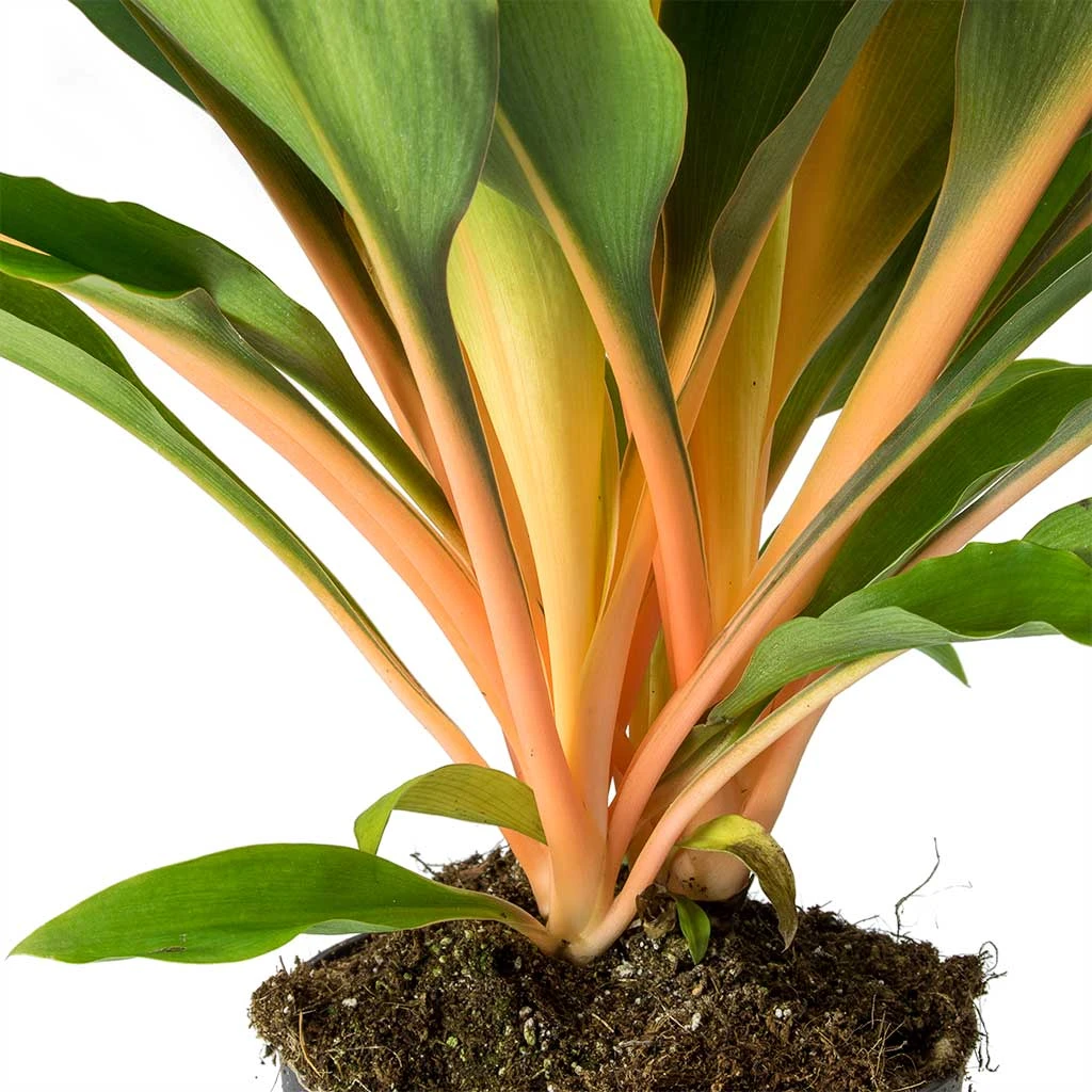 Chlorophytum Orchidastrum Green Orange 2 Chlorophytum Orchidastrum Green Orange - Image 2
