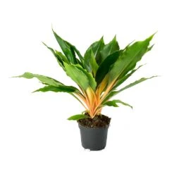 Chlorophytum Orchidastrum Green Orange 19 Chlorophytum Orchidastrum Green Orange -PlantVibe Shop Chlorophytum orchidastrum Green Orange e505db88 cfc5 4fd0 990a 31bb793153ae