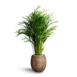 Polystone Coated Plain Balloon Planter - Rock -PlantVibe Shop Chrysalidocarpus Areca Palm Hydroculture Polystone Coated Plain Balloon Planter Rock 70e78fc5 64ed 42a6 b893 ea285b2a03b7