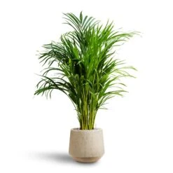 Raindrop Tube Round Planter - Stone -PlantVibe Shop Chrysalidocarpus Areca Palm Hydroculture Raindrop Egg Planter Stone c26d9c9b 81c0 4e29 8ea7 3ab1ad9c834f