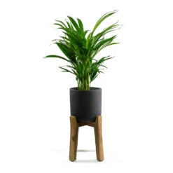 Charlie Plant Pot - Tall Stand - Black Washed -PlantVibe Shop Chrysalidocarpus lutescens Areca Palm Charlie Plant Pot Tall Stand Black Washed