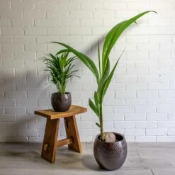 Kae Plant Pot - Mocha -PlantVibe Shop Chrysalidocarpus lutescens Areca Palm Cocos nucifera Coconut Palm Tree kae mocha 19cm 29cm plant pot