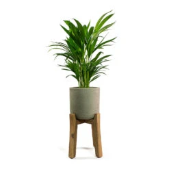 Charlie Plant Pot - Tall Stand - Grey Washed -PlantVibe Shop Chrysalidocarpus lutescens Areca Palm Patt Plant Pot Low Stand Black Washed