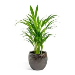 Kae Plant Pot - Mocha -PlantVibe Shop Chrysalidocarpus lutescens Areca Palm kae mocha 19cm plant pot 8bd74c90 1a8a 43d7 bc0a 9cd48dc7a83d