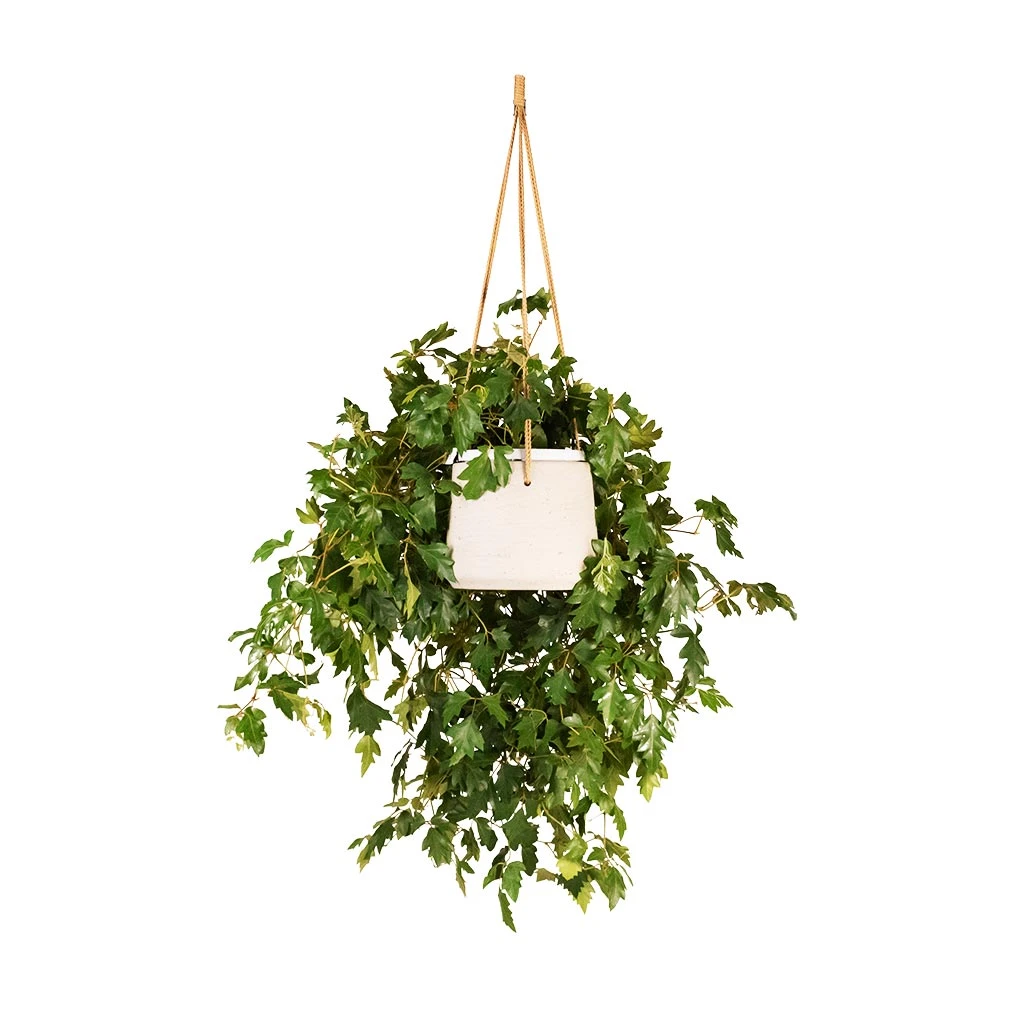 Patt Hanging Plant Pot - Grey Washed 11 Patt Hanging Plant Pot - Grey Washed - Image 11