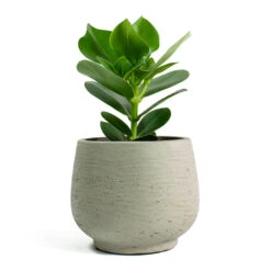 Mini Pixie Plant Pot - Grey Washed -PlantVibe Shop Clusia rosea Princess Autograph Tree Mini Pixie Plant Pot Grey Washed