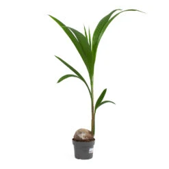 Cocos Nucifera - Coconut Palm Tree -PlantVibe Shop Cocos nucifera Coconut Palm Tree 19cm