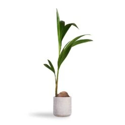 Cocos Nucifera - Coconut Palm Tree -PlantVibe Shop Cocos nucifera Coconut Palm Tree 19x120cm Angle Cylinder Plant Pot White 24x24cm e992d134 67d9 4319 9a8a 68a39042db3b