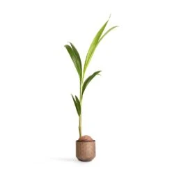 Cocos Nucifera - Coconut Palm Tree -PlantVibe Shop Cocos nucifera Coconut Palm Tree 19x120cm Jort Metal Plant Pots Set4 Latte