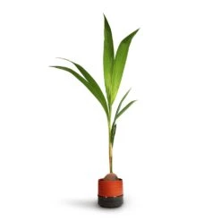 Cocos Nucifera - Coconut Palm Tree -PlantVibe Shop Cocos nucifera Coconut Palm Tree 19x120cm Marlijn Plant Pot Coral 21x21cm 3d80c0ef 267d 4983 b718 fcb62d431f03