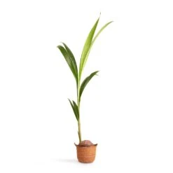 Cocos Nucifera - Coconut Palm Tree -PlantVibe Shop Cocos nucifera Coconut Palm Tree 19x120cm Nelis Plant Basket Camel 23x20cm