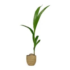 Cocos Nucifera - Coconut Palm Tree -PlantVibe Shop Cocos nucifera Coconut Palm Tree Cody Plant Pot Straw Grass