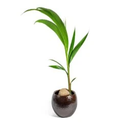 Cocos Nucifera - Coconut Palm Tree -PlantVibe Shop Cocos nucifera Coconut Palm Tree kae mocha 29cm plant pot
