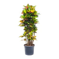 Codiaeum Iceton - Croton 13 Codiaeum Iceton - Croton -PlantVibe Shop Codiaeum Iceton Croton 135cm