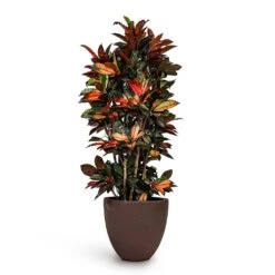 Codiaeum Iceton - Croton 12 Codiaeum Iceton - Croton -PlantVibe Shop Codiaeum Iceton Croton 27x110cm Grigio Egg Pot Planter Rusty Iron Concrete 40x36cm fb973b06 448a 49e6 b85c 0dbee2d03fc6