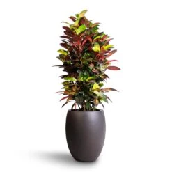Codiaeum Iceton - Croton 15 Codiaeum Iceton - Croton -PlantVibe Shop Codiaeum Iceton Croton 27x110cm Grigio Tall Balloon Planter Rusty Iron Concrete 40x50cm