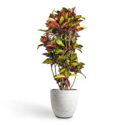 Codiaeum Iceton - Croton 16 Codiaeum Iceton - Croton -PlantVibe Shop Codiaeum Iceton Croton 30x130cm Cas Plant Pot Cool Grey 36x32cm