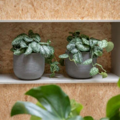 Cody Plant Pot - Ridged Dark Grey -PlantVibe Shop CodyPlantPot RidgedDarkGrey 2