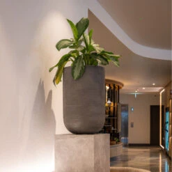 Cody Plant Vase - Ridged Dark Grey 35 Cody Plant Vase - Ridged Dark Grey -PlantVibe Shop CodyPlantVase RidgedDarkGrey 1