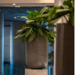 Cody Plant Vase - Ridged Dark Grey 27 Cody Plant Vase - Ridged Dark Grey -PlantVibe Shop CodyPlantVase RidgedDarkGrey 6