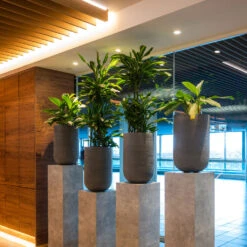 Cody Plant Vase - Ridged Dark Grey 25 Cody Plant Vase - Ridged Dark Grey -PlantVibe Shop CodyPlantVase RidgedDarkGrey 8