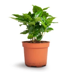 Coffea Arabica - Coffee Plant -PlantVibe Shop Coffea arabica Coffee Plant 12x35cm
