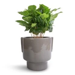 Coffea Arabica - Coffee Plant -PlantVibe Shop Coffea arabica Coffee Plant 12x35cm Aries Handles Plant Pot Charcoal 14x15cm