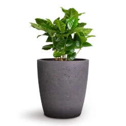 Gerben Plant Pot - Black Washed 14 Gerben Plant Pot - Black Washed -PlantVibe Shop Coffea arabica Coffee Plant 12x35cm Gerben Plant Pot Black Washed 15x16cm 39bf4d52 6b29 4fca 9c81 4a4ed7bf207c