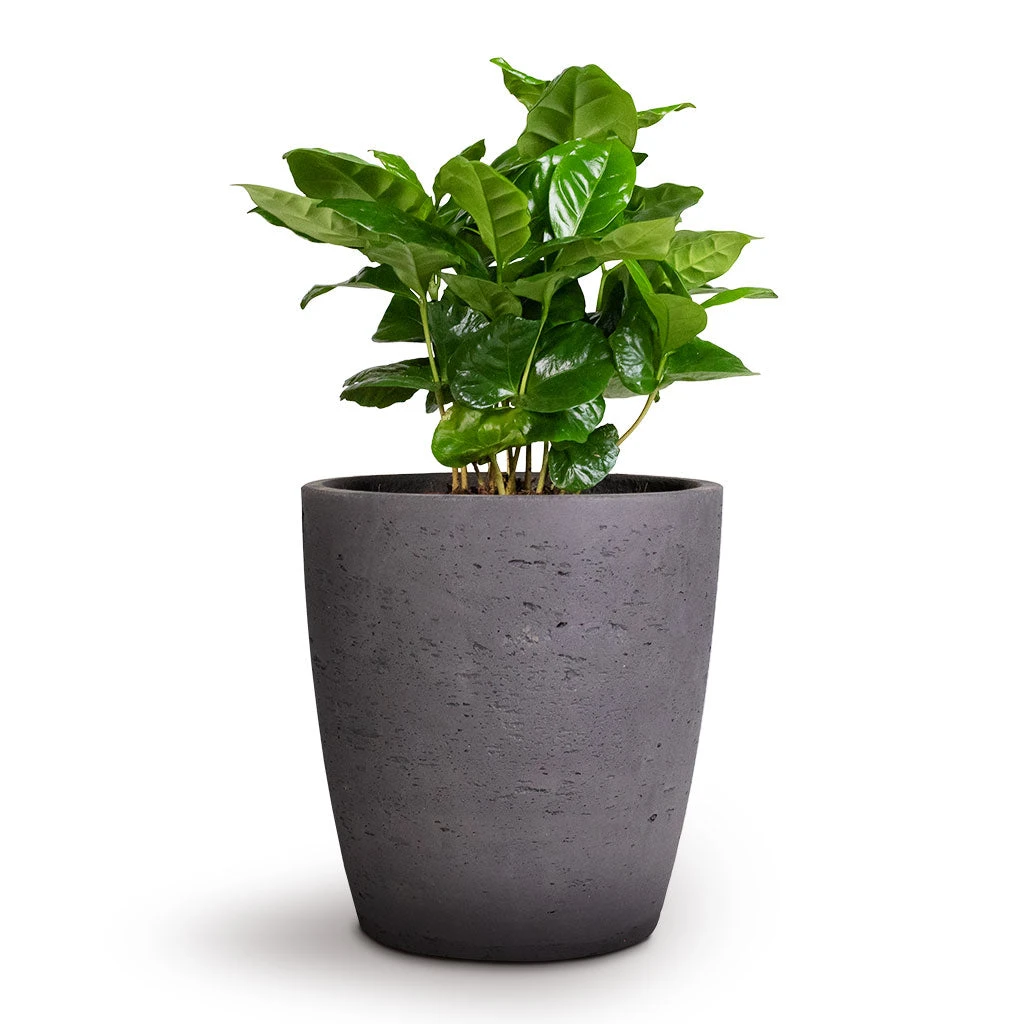 Gerben Plant Pot - Black Washed 4 Gerben Plant Pot - Black Washed - Image 4